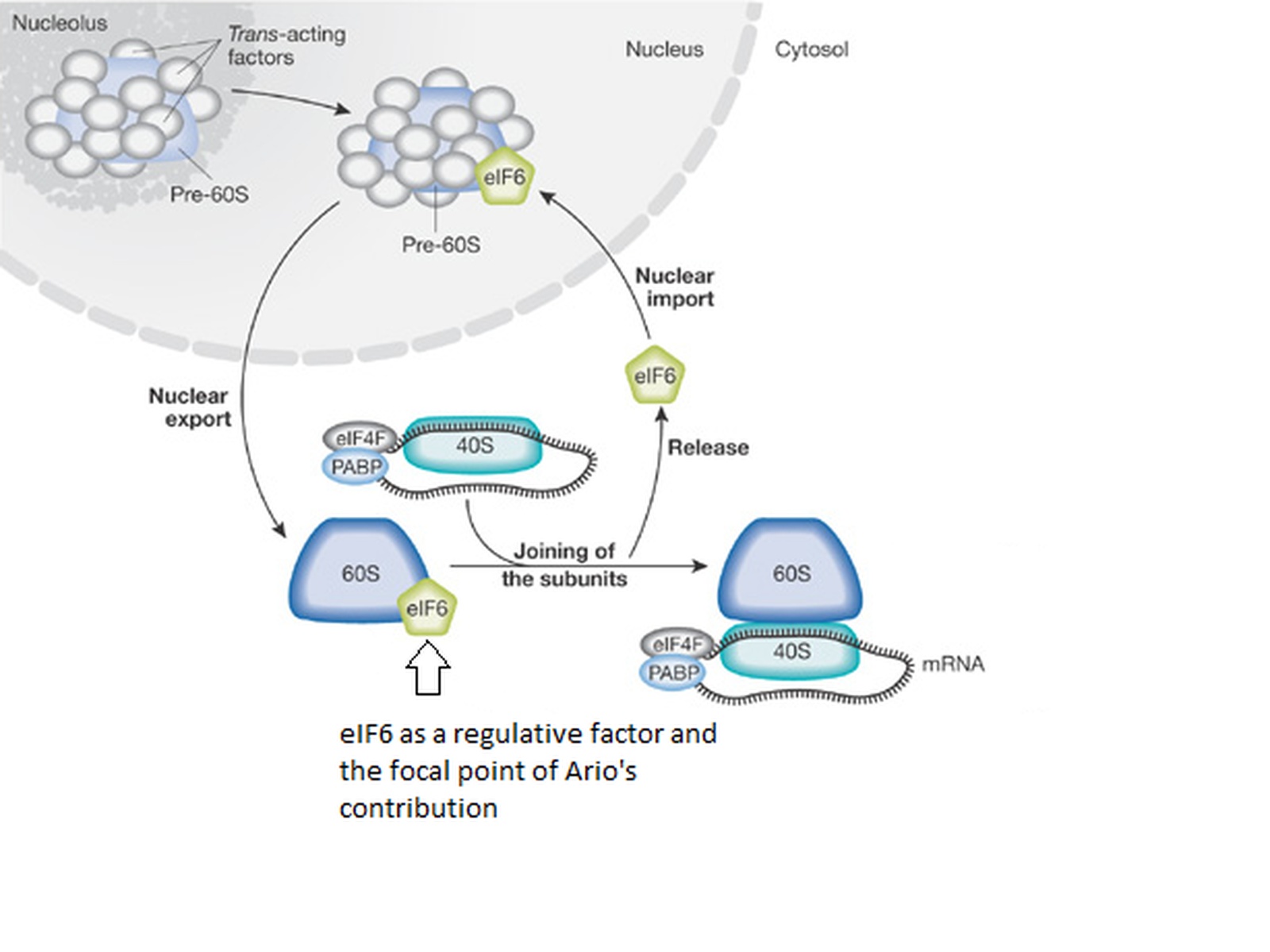 Vloga regulatornega proteina eIF6 v tumorogenezi, povzeto po Mulizio, 2009.