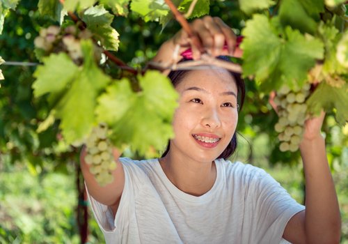 field_work_vineyard