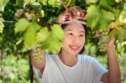 field_work_vineyard