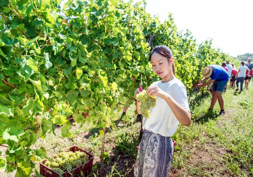 1 - Trgatev na vinogradniškem posestvu Fakultete za vinogradništvo in vinarstvo __ Casarsa