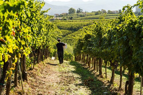 Trgatev v vinogradu__Casarsa